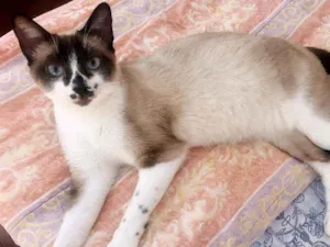 Gato raça Sialata idade 1 ano nome Said