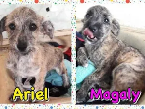 Cachorro raça SRD idade 2 a 6 meses nome Ariel e Magaly