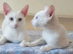 Gato raça Srd idade 7 a 11 meses nome Johnn Lenoon e Gucci