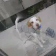 Tróia