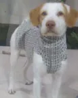Tróia
