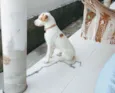 Tróia