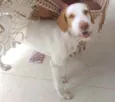 Tróia