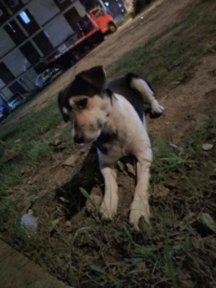 Cachorro ra a Indefinido idade 7 a 11 meses nome Sem nome