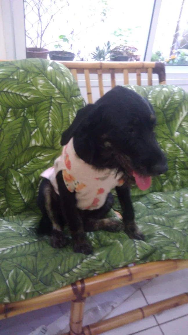 Cachorro ra a Srd idade 7 a 11 meses nome Chiquinha