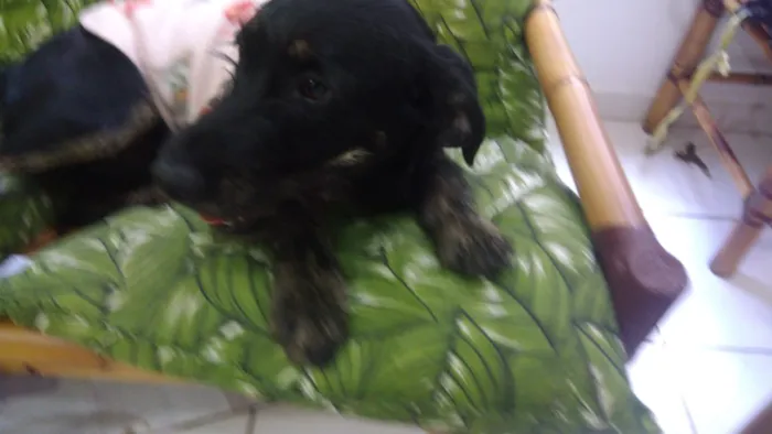 Cachorro ra a Srd idade 7 a 11 meses nome Chiquinha