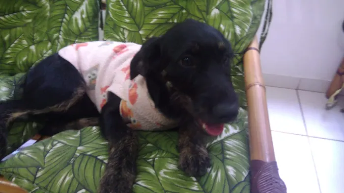 Cachorro ra a Srd idade 7 a 11 meses nome Chiquinha