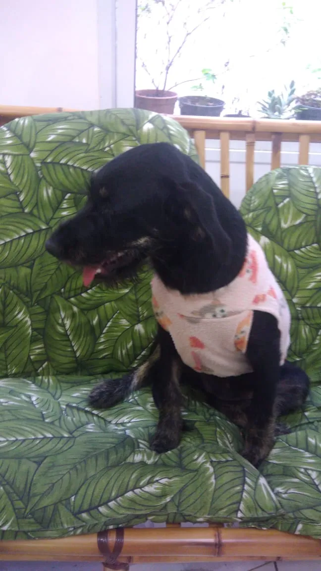 Cachorro ra a Srd idade 7 a 11 meses nome Chiquinha