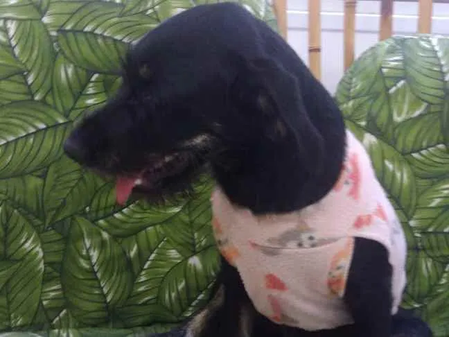 Cachorro ra a Srd idade 7 a 11 meses nome Chiquinha