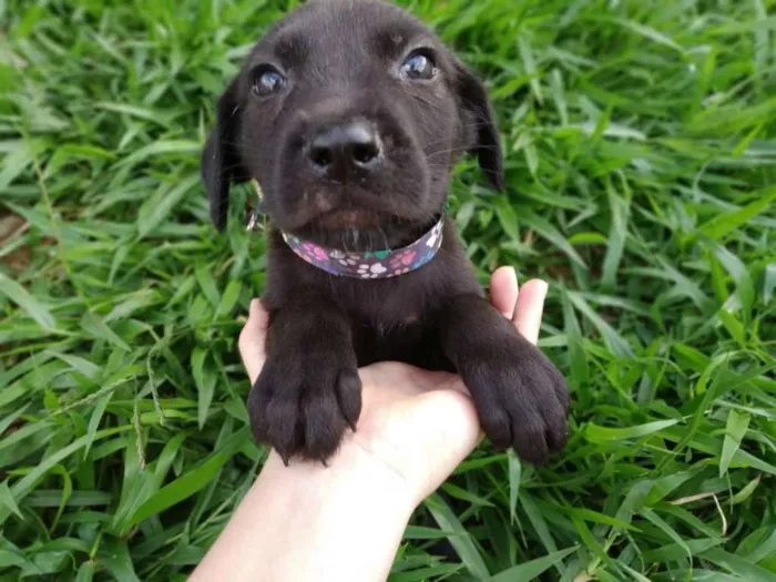 Cachorro ra a viralatinha idade Abaixo de 2 meses nome Floquinho