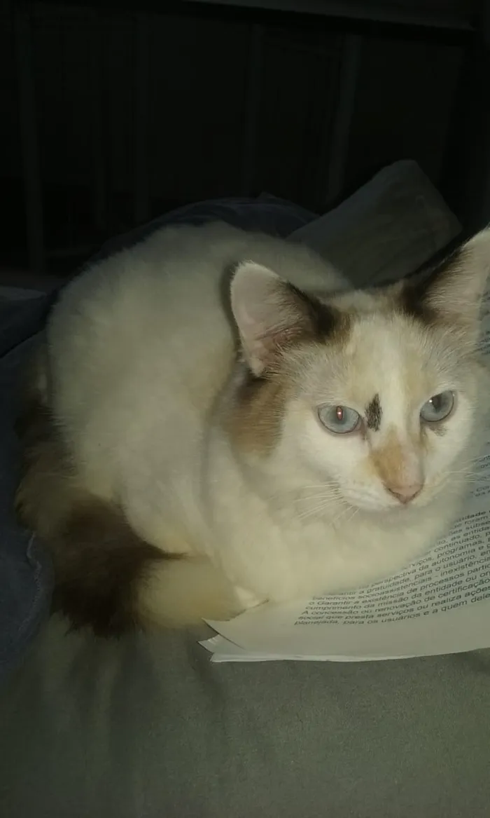 Gato ra a Srd idade 2 a 6 meses nome Lyca