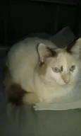 Lyca