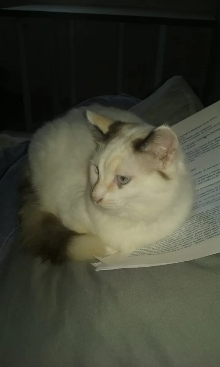 Gato ra a Srd idade 2 a 6 meses nome Lyca