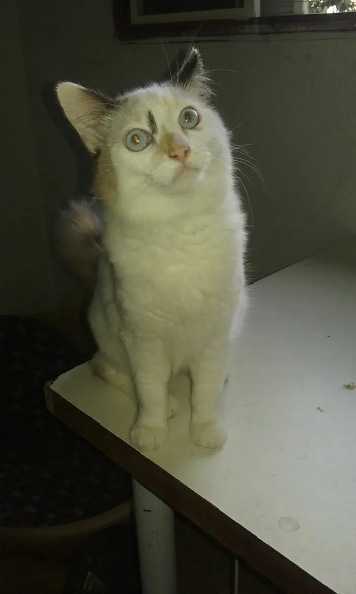 Gato ra a Srd idade 2 a 6 meses nome Lyca