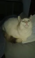 Lyca