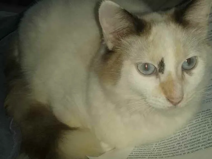 Gato ra a Srd idade 2 a 6 meses nome Lyca