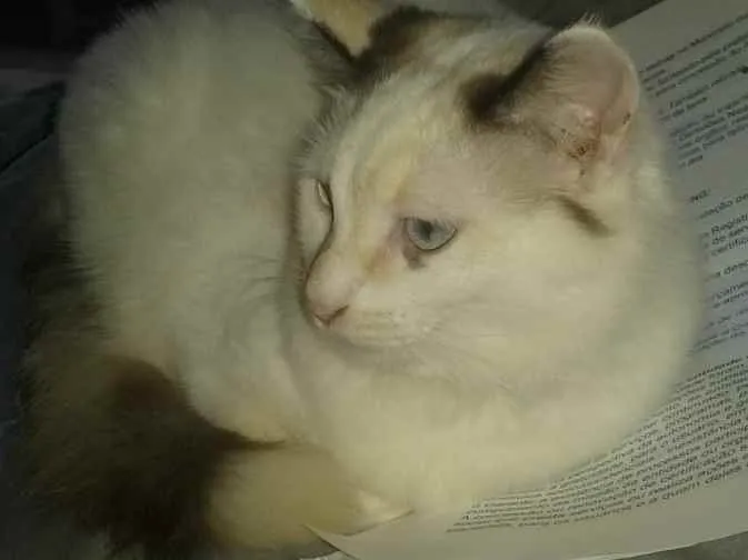 Gato ra a Srd idade 2 a 6 meses nome Lyca