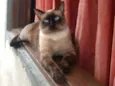 BARTOLOMEU 