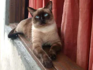 Gato raça Siamês  idade 4 anos nome BARTOLOMEU 