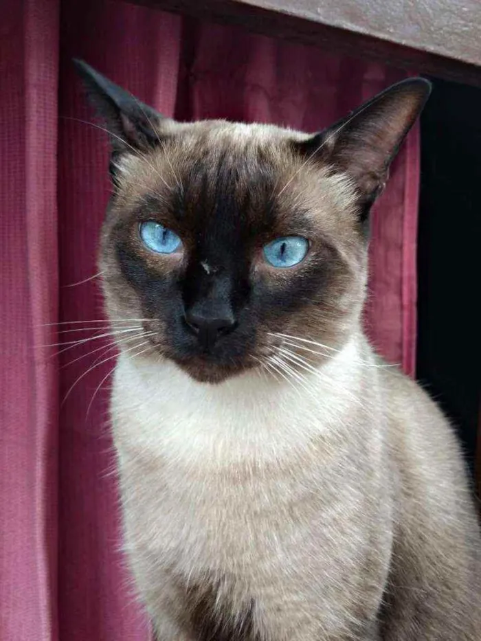 Gato raça Siamês  idade 4 anos nome BARTOLOMEU 