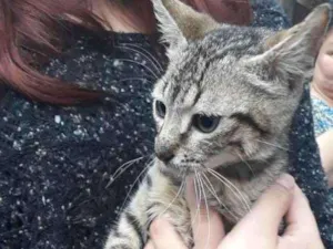 Gato raça viralatinha idade 2 a 6 meses nome Félix