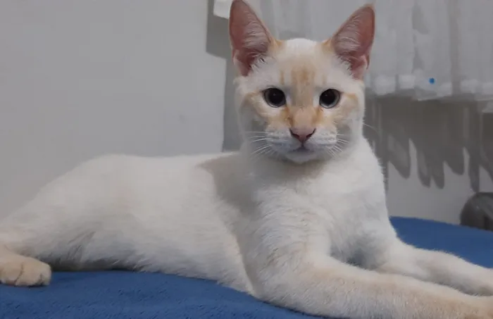 Gato ra a Srd idade 2 a 6 meses nome Christopher
