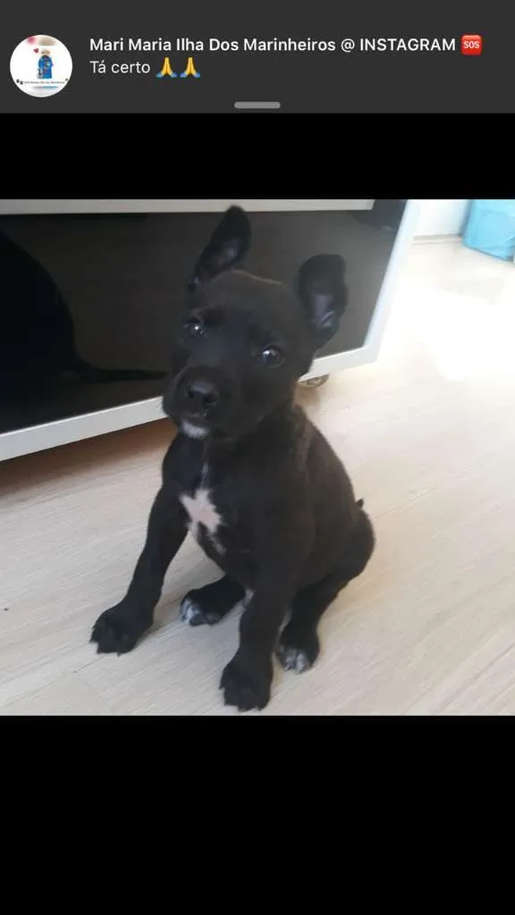 Cachorro ra a viralatinha idade Abaixo de 2 meses nome Totó