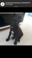 Totó