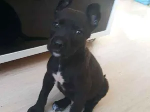 Cachorro raça viralatinha idade Abaixo de 2 meses nome Totó