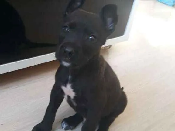 Cachorro ra a viralatinha idade Abaixo de 2 meses nome Totó