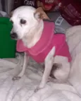 Vovozinha