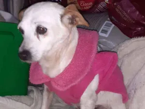 Cachorro raça viralatinha idade 2 anos nome Vovozinha
