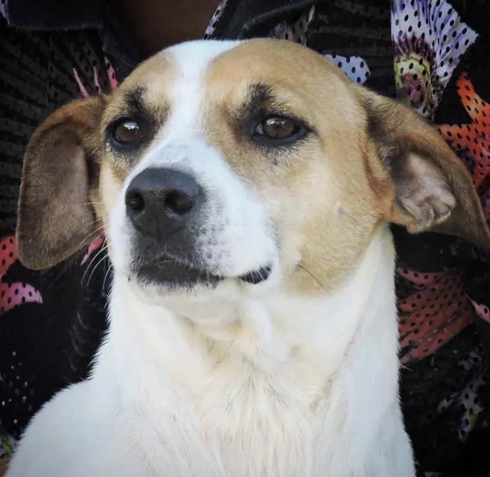 Cachorro ra a SRD idade 2 anos nome Lola 