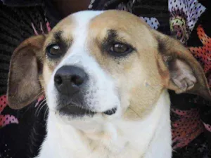 Cachorro raça SRD idade 2 anos nome Lola 