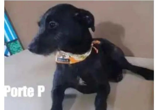 Cachorro ra a viralatinha idade 7 a 11 meses nome Banzé