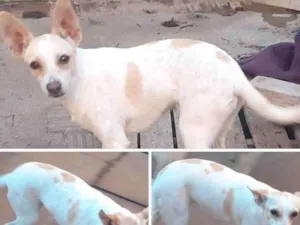 Cachorro raça viralatinha idade  nome Lua