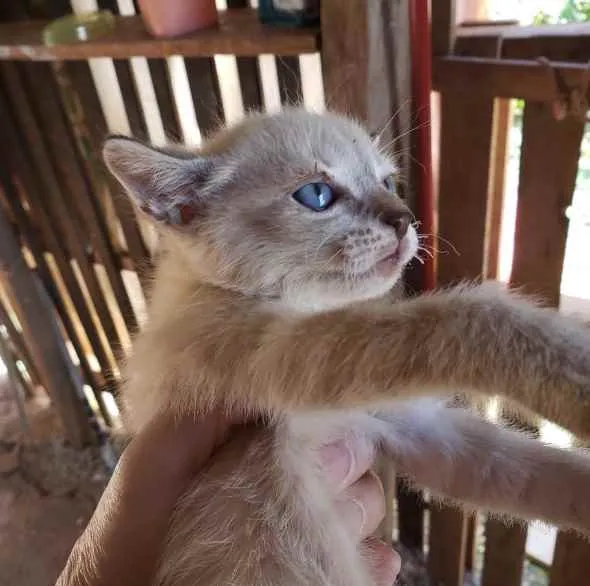Gato ra a SRD idade Abaixo de 2 meses nome Cléo 