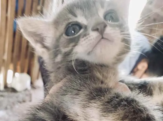 Gato ra a SRD idade Abaixo de 2 meses nome Nick 
