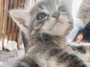 Gato raça SRD idade Abaixo de 2 meses nome Nick 