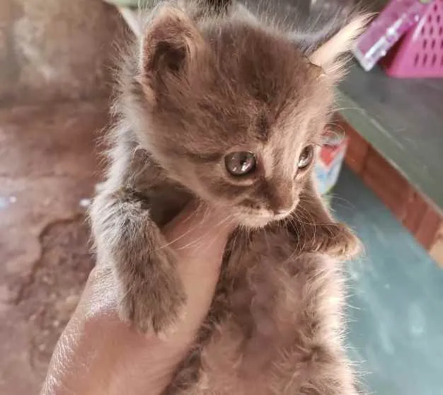 Gato ra a SRD idade Abaixo de 2 meses nome Zion 