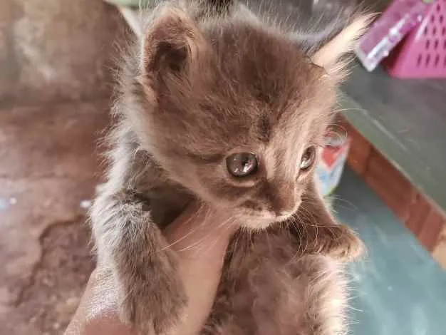 Gato ra a SRD idade Abaixo de 2 meses nome Zion 