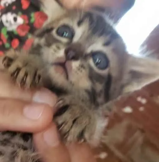 Gato ra a SRD idade Abaixo de 2 meses nome Sam 