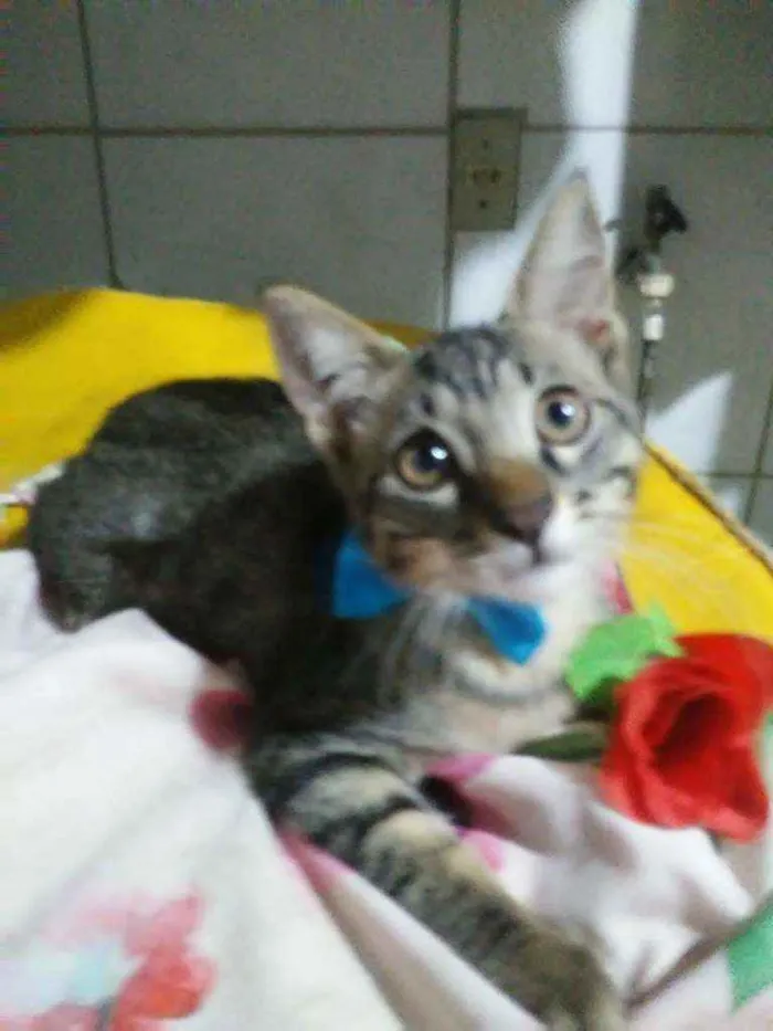 Gato ra a Comum idade 2 a 6 meses nome Tigre