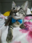 Tigre