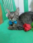 Tigre
