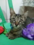 Tigre