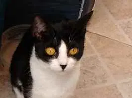 Gato ra a Srd idade 1 ano nome Iris