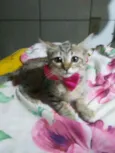 Princesa