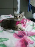 Princesa