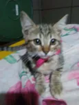 Princesa